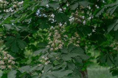 At kestanesinden (Aesculus hipocastanum) oluşan büyük beyaz çiçek kümeleri koyu yeşil palmiye yapraklarına karşı dururlar..