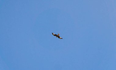 Bir şahinin karanlık figürü bulutsuz mavi gökyüzünde yükselir..