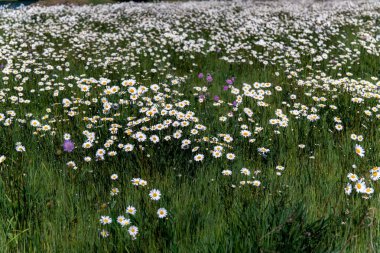 Sarı merkezli beyaz papatyalarla dolu geniş bir tarla, parlak güneş ışığı altında ufka kadar uzanıyor..