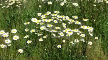 Sarı merkezli bir sürü beyaz papatya yeşil bir çayırda çiçek açar.