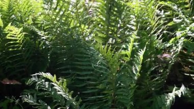 Eğreltiotlarının doğal güzelliği güneşli bir günde yakalanan ağaçlık alanlarda yaygındır..