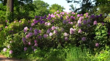 Bolca pembe ve mor çiçekle kaplı gür rhododendron çalıları güneşli bir bahar gününde parkta çiçek açar..