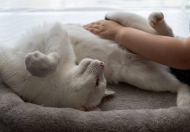  Beyaz bir kedi sırtüstü uzanıyor yumuşak, gri bir yatakta.