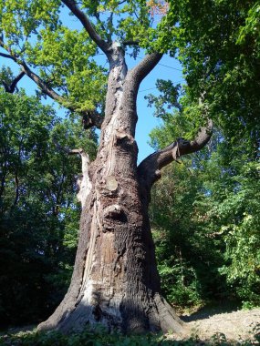 Ormanın güzel manzarası