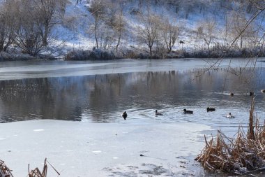 Kar ve ağaçlarla dolu güzel kış manzarası