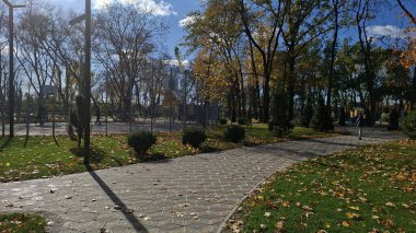 Ormanda sonbahar yaprakları