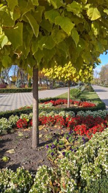 Ağaçlar ve çiçeklerle dolu güzel bir sonbahar parkı