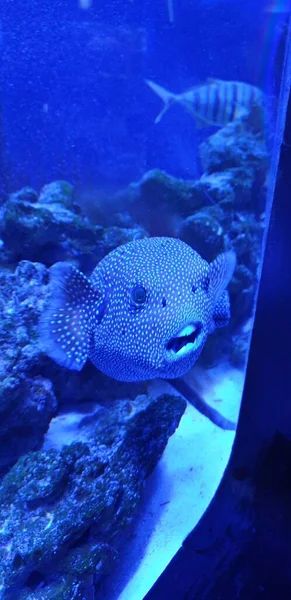 水族馆里一张漂亮的鱼照片 — 图库照片