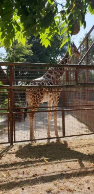 Hayvanat bahçesindeki zürafa