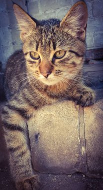 kedi portresi, hayvan, yaşlı