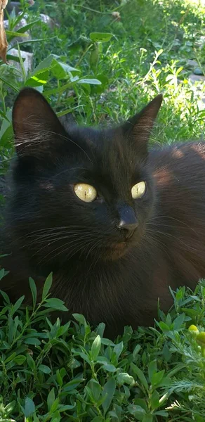 Siyah Kedi Çimlerin Üzerinde Alışılmadık Parlak Gözleriyle Oturuyor Yüksek Kalite — Stok fotoğraf