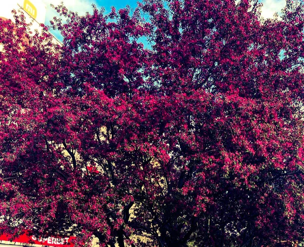 Drzewo Wieloma Małymi Burgundowymi Kwiatami Wiosną Wysokiej Jakości Zdjęcie — Zdjęcie stockowe
