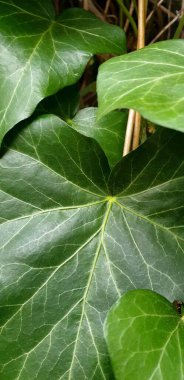 Bitki yaprakları bahçede yakındır. Yüksek kalite fotoğraf