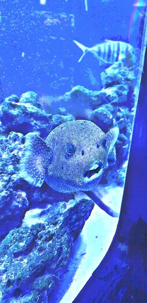 不同寻常的 有趣的 美丽的鱼 牙齿在水族馆里 高质量的照片 — 图库照片