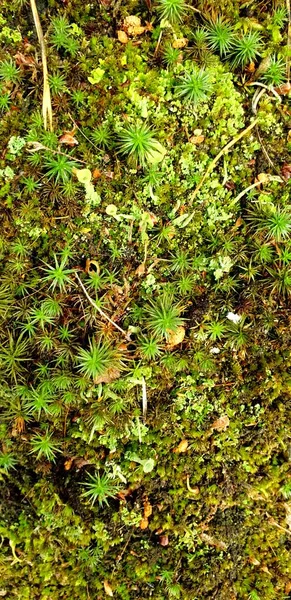 Texture Forest Plants Green Background Plants Moss High Quality Photo — Stock Photo, Image