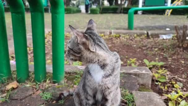 Ciekawy Kot Domowy Siedzi Kawałku Trawy Jego Jasne Oczy Biorąc — Wideo stockowe