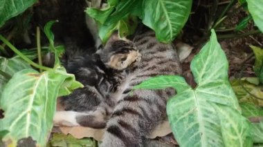 Tek bir evcil kedi yerdeki büyük bir yaprağın arkasından dışarı bakar. Doğa en iyi durumda.!