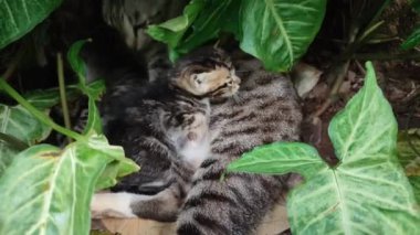 Evcil bir kedi bir yaprağın üzerinde uzanır ve memelilerin yaşamından memnundur.