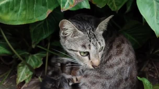 Gato Doméstico Sienta Sobre Una Hoja Mezclando Temas Animales Salvajes — Vídeos de Stock