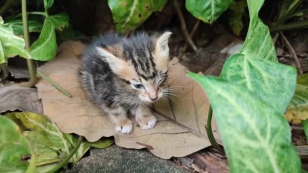 Gattini Gatto Domestico Sdraiato Una Foglia Guardando Lontananza Con Espressione — Video Stock