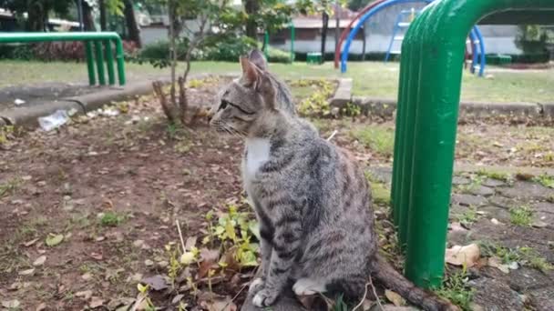 Gato Doméstico Curioso Mira Través Una Hoja Cara Linda Contrastando — Vídeos de Stock