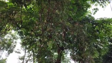 Birçok ağaç ve yaprak rüzgarın esintisi nedeniyle şiddetli bir şekilde sallanır. Sabah güneş doğduğunda yağmura ya da yağmura eşlik eder.