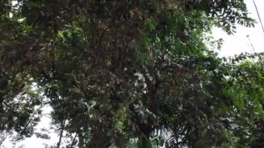 Ağaçlardaki rüzgar ve yapraklar rüzgarın esmesinden dolayı şiddetli bir şekilde sallanıyor ya da sabahleyin güneş doğduğunda yağmur yağıyordu.