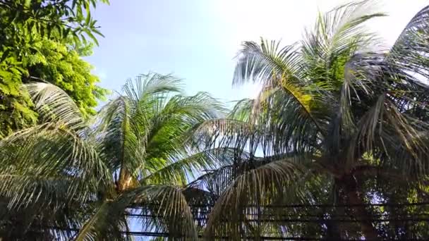 Der Wind Der Durch Die Kokosblätter Weht Lässt Sie Entspannen — Stockvideo