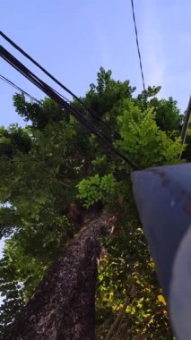 Tehlikedeki ağaçlara tutunan sütunların ve elektrik hatlarının altından görülebilir.