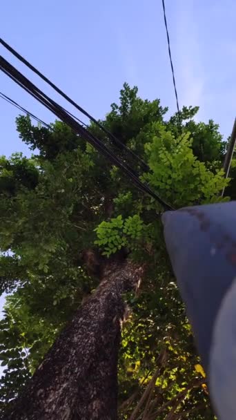 Zichtbaar Onder Pilaren Elektriciteitsleidingen Die Zich Vastklampen Aan Bomen Die — Stockvideo