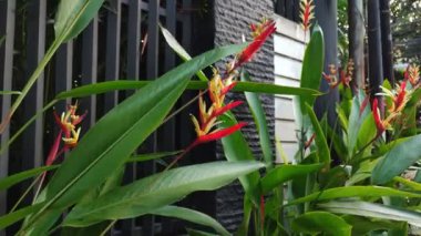 Heliconia psittacorum rüzgarda sallanıyor, güneşli çayırlarda rüzgarda sallanıyor, yemyeşil bitki örtüsü ve mavi gökyüzü ile çevrili. Çok mutlu görünüyorlar. Ufuk, Günbatımı. Bahçedeki çiçek 4k