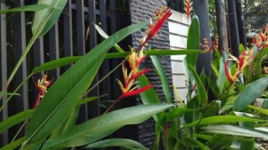 Doğal manzara, rüzgarda sallanan güzel bir çiçek güneşli bir çayırda, yemyeşil bir bitki örtüsü ve mavi bir gökyüzü ile çevrili. Çok mutlu görünüyorlardı. Ufuk, Günbatımı. Bahçedeki çiçek 4k video