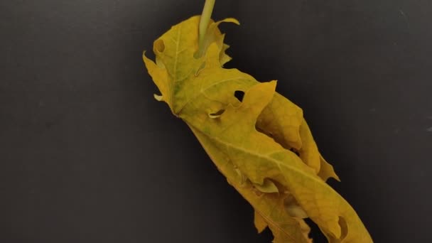亮黄色木瓜叶尖集中 被黑色背景隔离 细致入微的细节揭示了它们的绝妙之处 — 图库视频影像