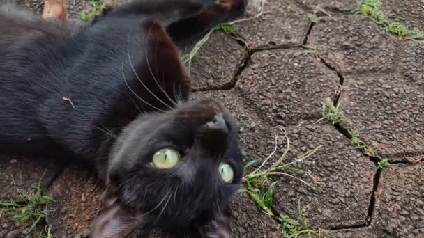 Black Cat Mother Cat Beautiful Bright Yellow Eyes Lying Limp — Stock Video