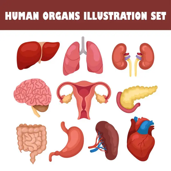 Organos Humanos Vector Ilustración Conjunto — Vector de stock