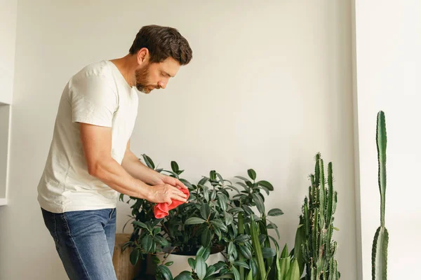 Homem Cuidar Plantas Sala Limpar Das Folhas Casa Sala Estar — Fotografia de Stock