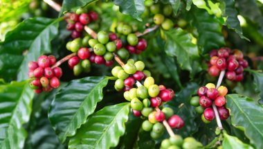 Ağaçtaki kırmızı ve yeşil kahve çekirdekleri