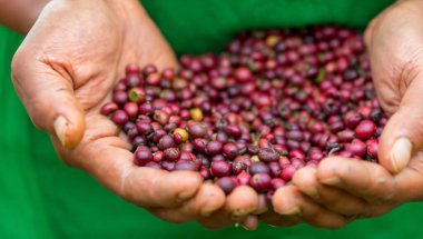 Kapatın elleri, kırmızı kahve tohumu, robusta arabica üzümü, kahve çiftliği hasadı.