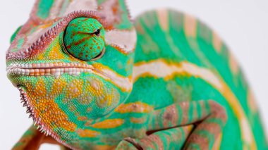 Beyaz arkaplandaki bukalemunu kapat