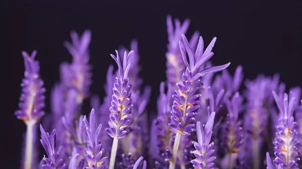 ดอกไม ลาเวนเดอร ใกล โฟก สเล นหล งธรรมชาต — ภาพถ่ายสต็อก