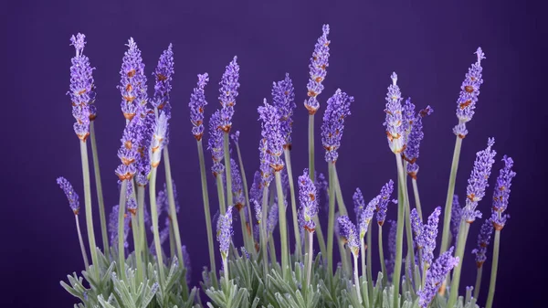 Levandule Květiny Close Selektivní Zaměření Příroda Pozadí — Stock fotografie