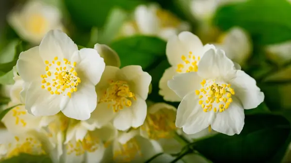 Weiße Lilienblüten Auf Grünem Laubgrund Nahaufnahme — Stockfoto
