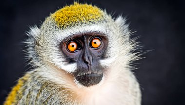 Yüksek Detay, Orta Portre Fotoğrafı, siyah arka planda bir vervet maymunu. Yüksek Kalite