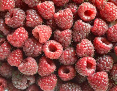 Sağlıklı beslenme kavramını temsil eden taze kırmızı ahududu arkaplanı.