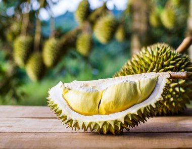 Durian meyvesi ahşap masada bulanık durian tarlası arka planında..