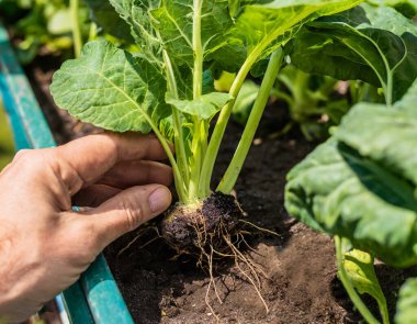 Çiftçi el kökü olan yeşil sebzeye gübre verir; organik ev bahçesi