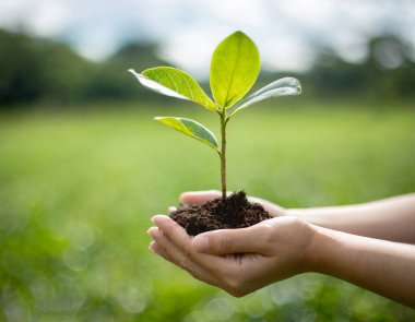 Çevre Dünya Günü. Tohum yetiştiren ağaçların ellerinde. Bokeh yeşil arka plan Kadın el ele tutuşuyor doğa tarlası çim orman koruma kavramı