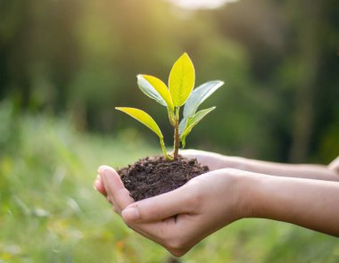 Çevre Dünya Günü. Tohum yetiştiren ağaçların ellerinde. Bokeh yeşil arka plan Kadın el ele tutuşuyor doğa tarlası çim orman koruma kavramı