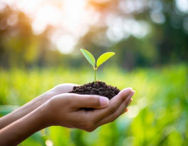 Çevre Dünya Günü. Tohum yetiştiren ağaçların ellerinde. Bokeh yeşil arka plan Kadın el ele tutuşuyor doğa tarlası çim orman koruma kavramı