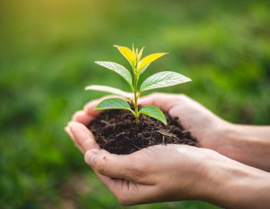 Çevre Dünya Günü. Tohum yetiştiren ağaçların ellerinde. Bokeh yeşil arka plan Kadın el ele tutuşuyor doğa tarlası çim orman koruma kavramı